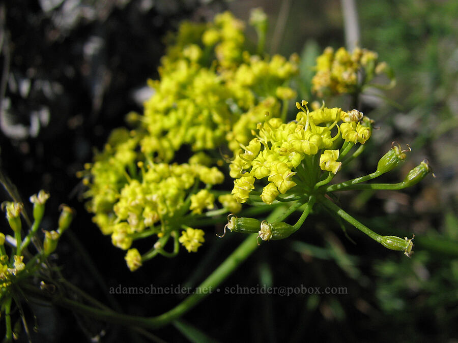 desert parsley (Lomatium sp.) [Catherine Creek, Gifford Pinchot National Forest, Klickitat County, Washington]
