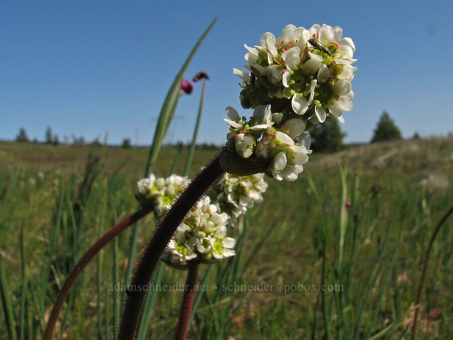 brittle-leaf saxifrage (Micranthes fragosa (Saxifraga integrifolia var. claytoniifolia)) [Tracy Hill, Gifford Pinchot National Forest, Klickitat County, Washington]