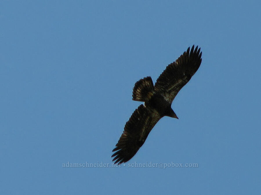 bald eagle (juvenile) (Haliaeetus leucocephalus) [Tracy Hill, Gifford Pinchot National Forest, Klickitat County, Washington]
