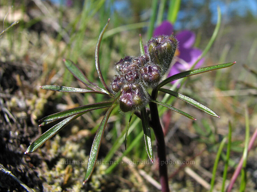 upland larkspur, budding (Delphinium nuttallianum) [Tracy Hill, Gifford Pinchot National Forest, Klickitat County, Washington]