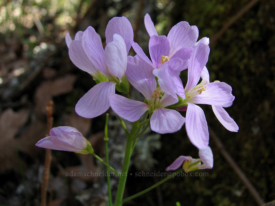 oaks toothwort (Cardamine nuttallii) [Tracy Hill, Gifford Pinchot National Forest, Klickitat County, Washington]