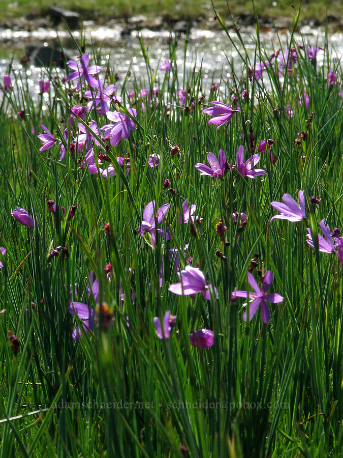 grass widows near a vernal pool (Olsynium douglasii) [west of Catherine Creek, Gifford Pinchot National Forest, Klickitat County, Washington]