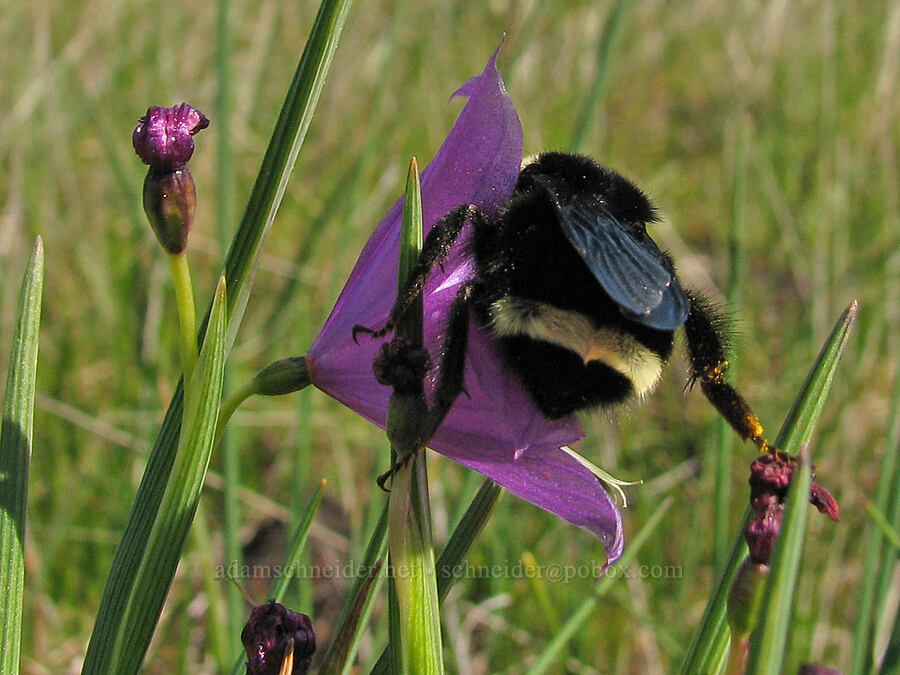 bumblebee in a grass widow (Bombus sp., Olsynium douglasii) [west of Catherine Creek, Gifford Pinchot National Forest, Klickitat County, Washington]