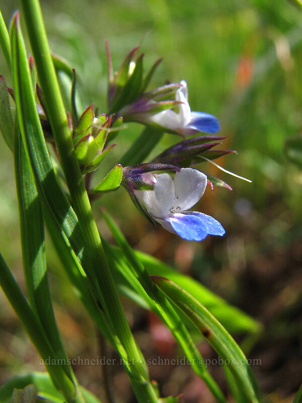 small-flowered blue-eyed Mary (Collinsia parviflora) [Hood River Mountain, Hood River Valley, Hood River County, Oregon]