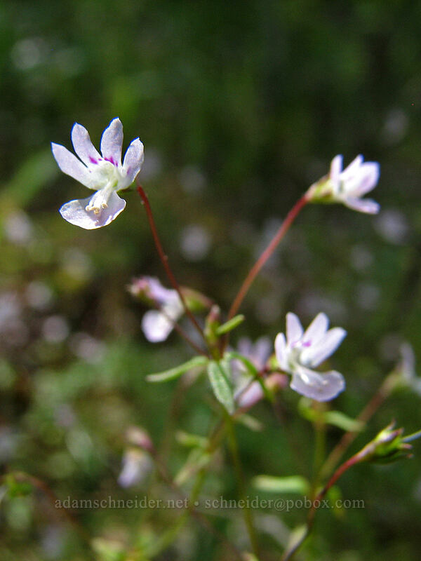 small-flowered tonella (Tonella tenella) [Hood River Mountain, Hood River Valley, Hood River County, Oregon]