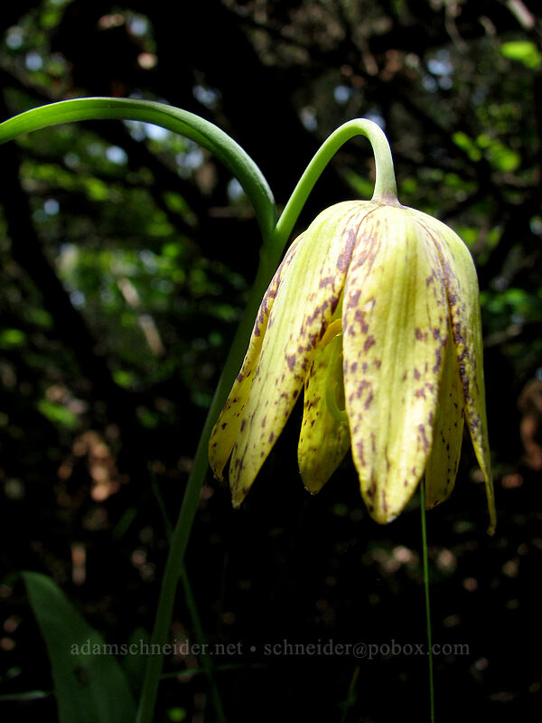 checker lily (Fritillaria affinis) [Hood River Mountain, Hood River Valley, Hood River County, Oregon]
