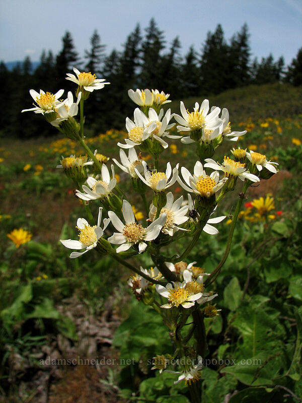 white western groundsel (Senecio integerrimus var. ochroleucus) [Hood River Mountain, Hood River Valley, Hood River County, Oregon]