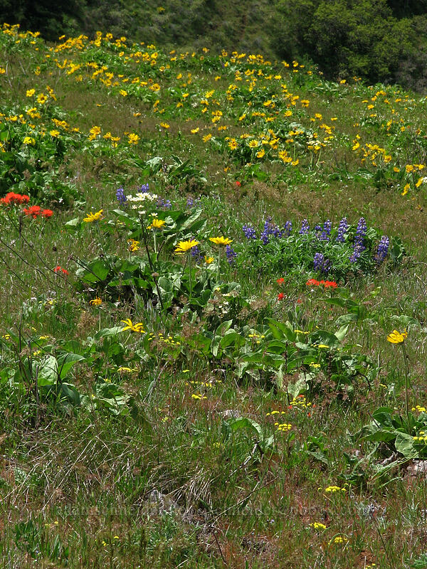 wildflower meadow [Hood River Mountain, Hood River Valley, Hood River County, Oregon]