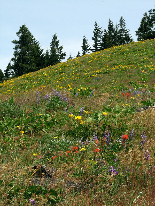 wildflower meadows [Hood River Mountain, Hood River Valley, Hood River County, Oregon]