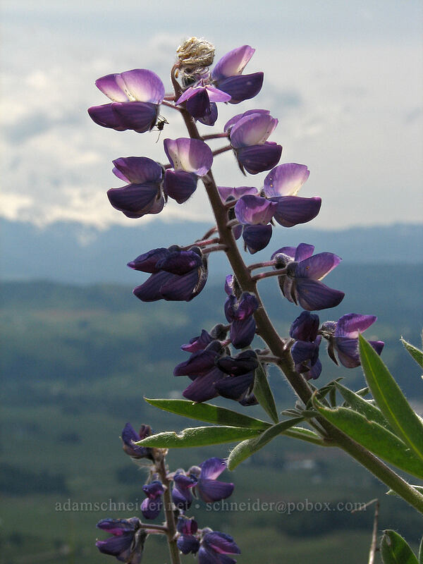 lupine (Lupinus sp.) [Hood River Mountain, Hood River Valley, Hood River County, Oregon]