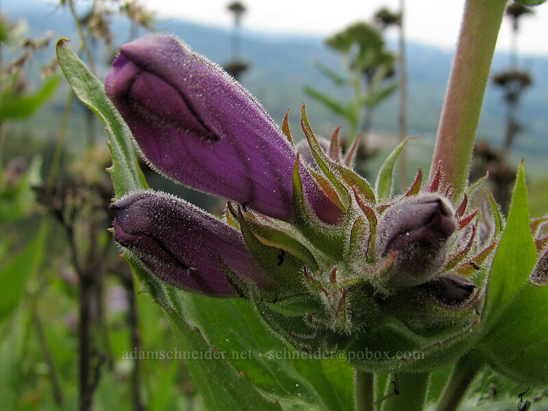 sticky-stem penstemon, budding (Penstemon glandulosus var. chelanensis) [Hood River Mountain, Hood River Valley, Hood River County, Oregon]