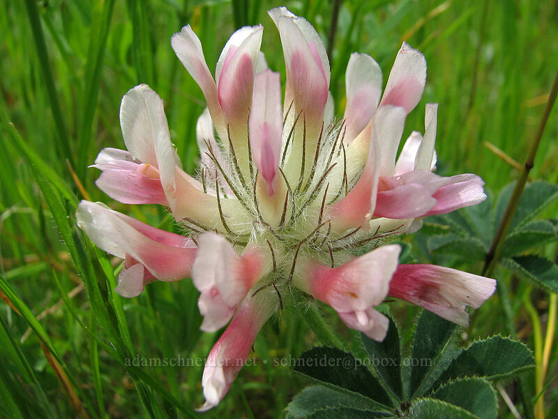 big-head clover (Trifolium macrocephalum) [Hood River Mountain, Hood River Valley, Hood River County, Oregon]