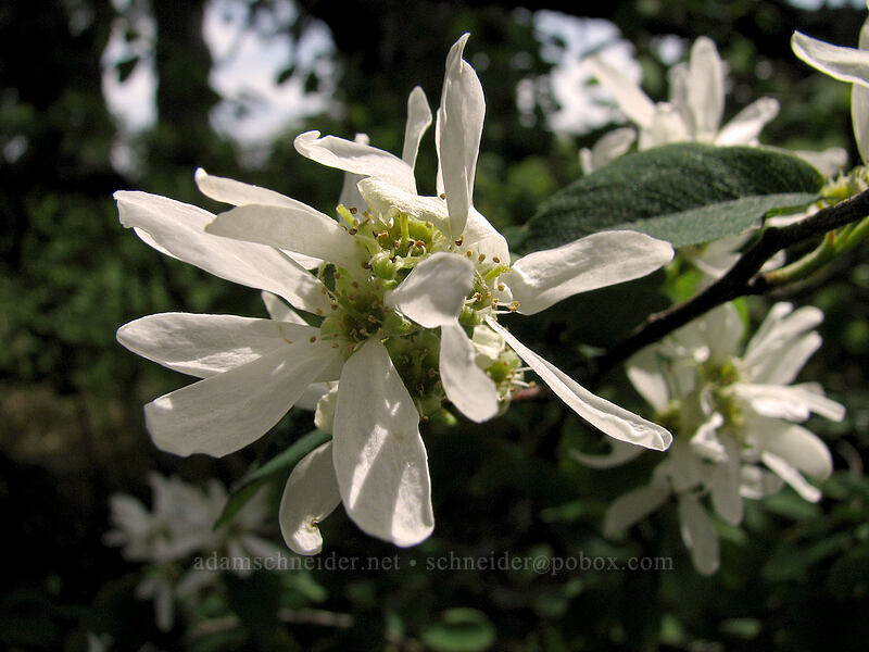 serviceberry blossoms (Amelanchier alnifolia) [Hood River Mountain, Hood River Valley, Hood River County, Oregon]