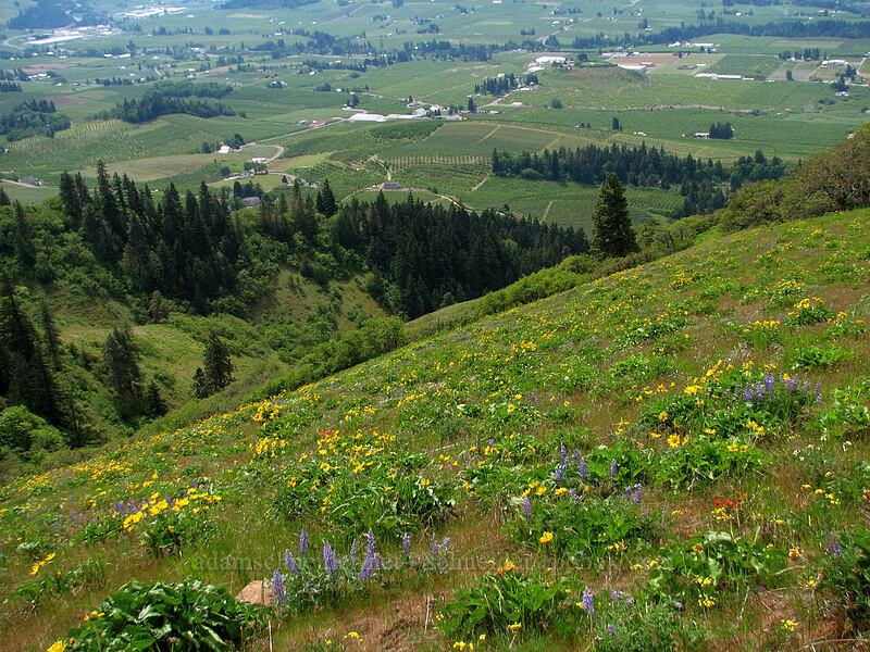 wildflowers above the Hood River Valley [Hood River Mountain, Hood River Valley, Hood River County, Oregon]