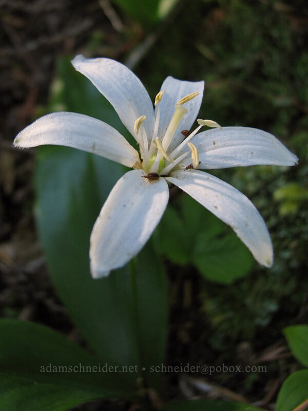 bead lily (Clintonia uniflora) [Top Spur Trail, Mt. Hood National Forest, Clackamas County, Oregon]
