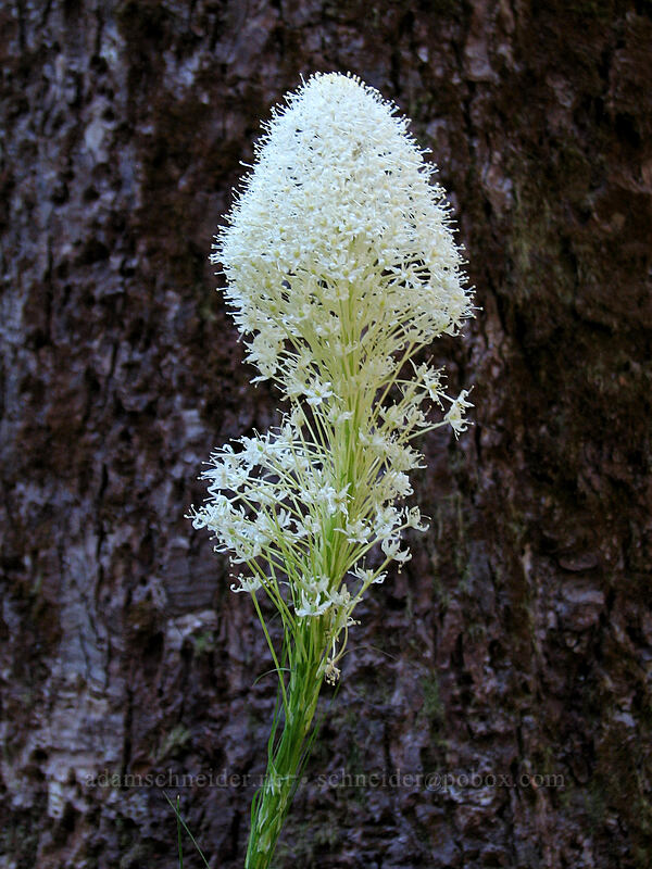 beargrass (Xerophyllum tenax) [Top Spur Trail, Mt. Hood National Forest, Clackamas County, Oregon]