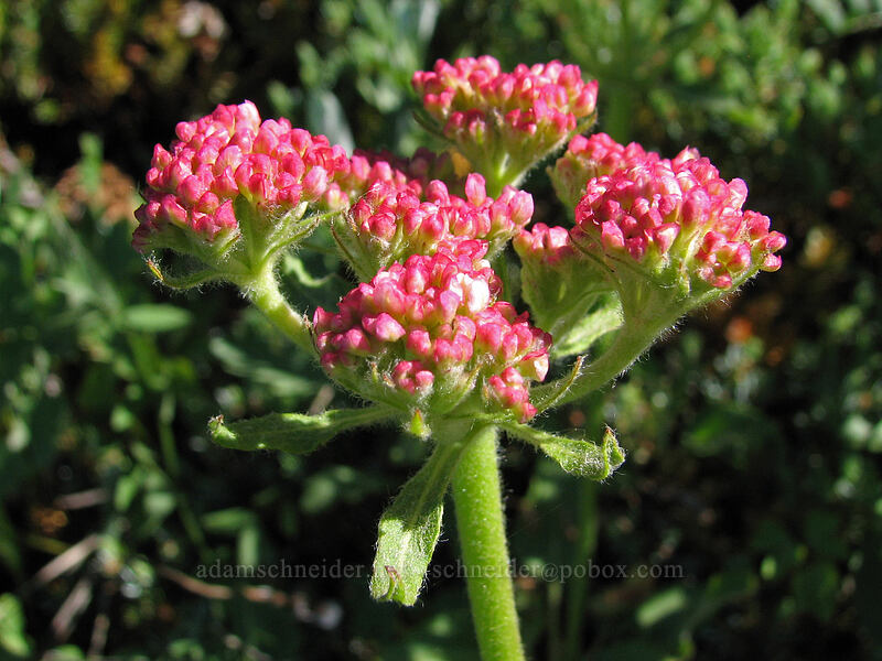 heart-leaf buckwheat with pink buds (Eriogonum compositum) [Bald Mountain, Mt. Hood Wilderness, Clackamas County, Oregon]