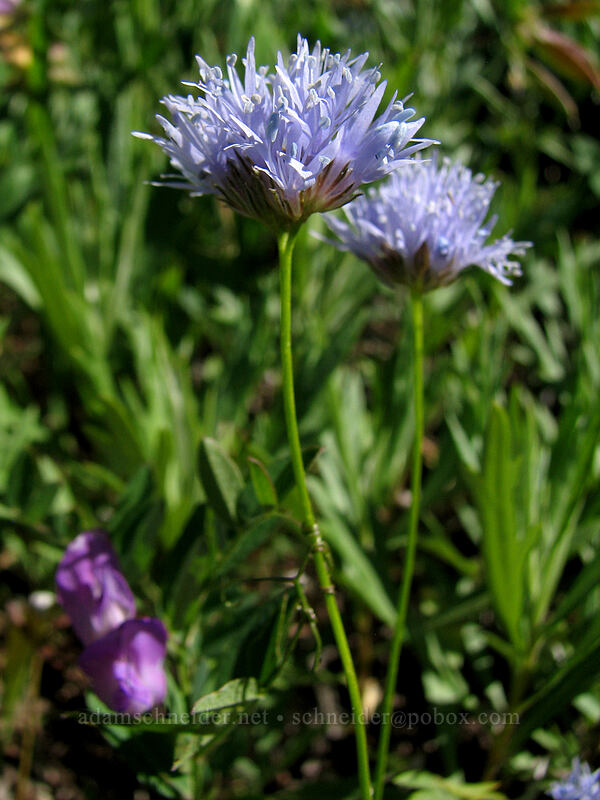 blue-headed gilia (Gilia capitata) [Bald Mountain, Mt. Hood Wilderness, Clackamas County, Oregon]