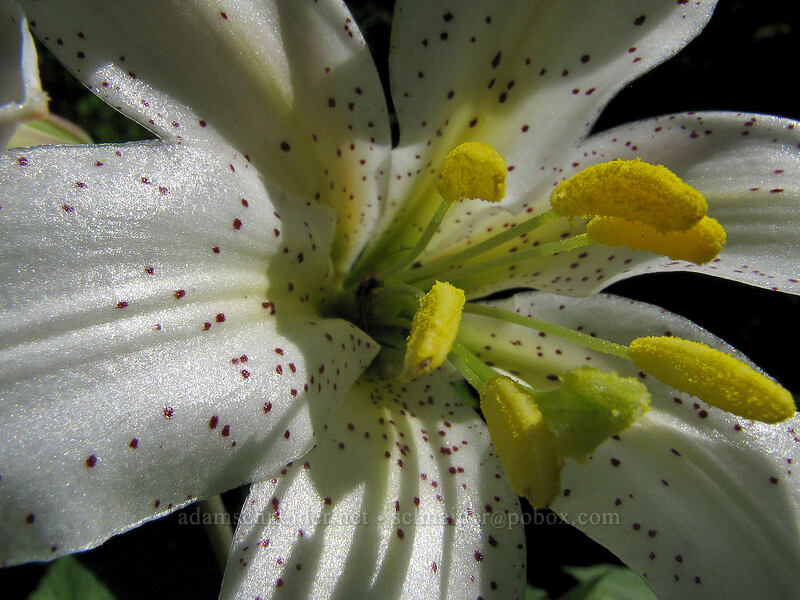 Washington lily (Lilium washingtonianum) [Bald Mountain, Mt. Hood Wilderness, Clackamas County, Oregon]