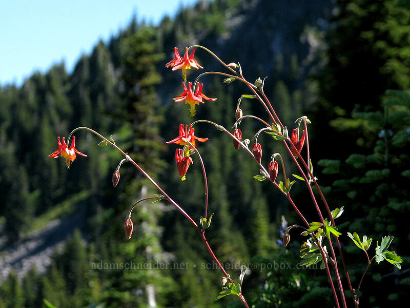 crimson columbine (Aquilegia formosa) [McNeil Point Scramble Trail, Mt. Hood Wilderness, Clackamas County, Oregon]