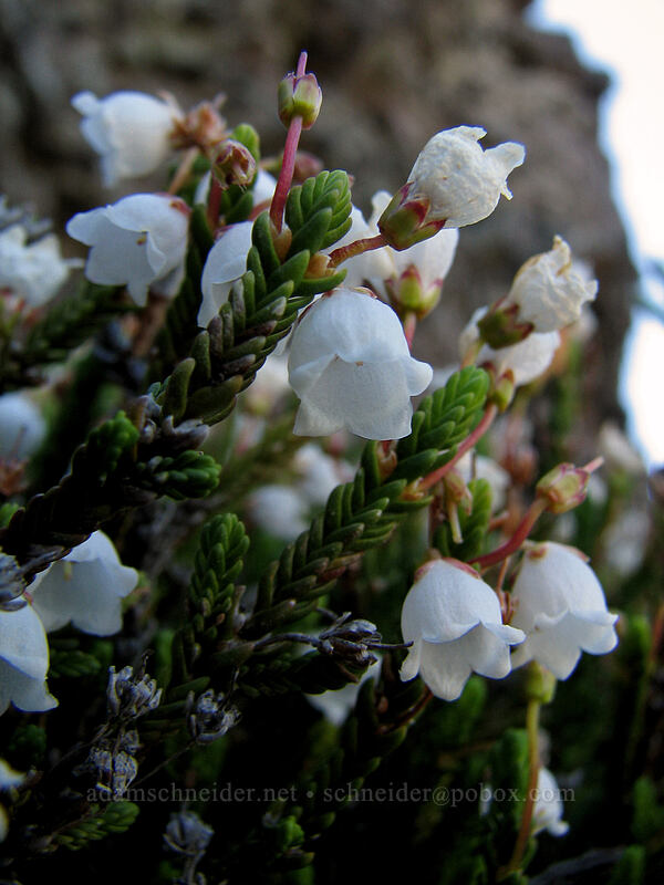 white mountain heather (Cassiope mertensiana) [McNeil Point Scramble Trail, Mt. Hood Wilderness, Clackamas County, Oregon]