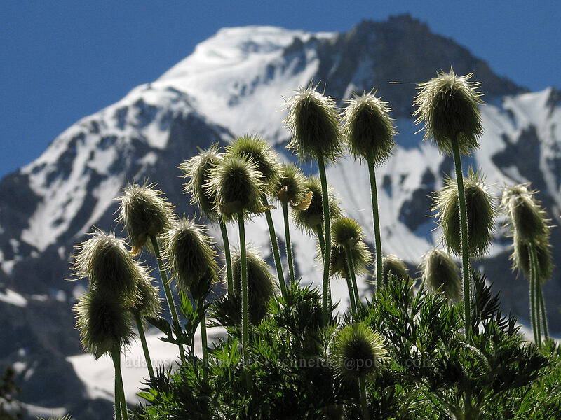 western pasqueflowers & Mount Hood (Anemone occidentalis (Pulsatilla occidentalis)) [above McNeil Point, Mt. Hood Wilderness, Clackamas County, Oregon]
