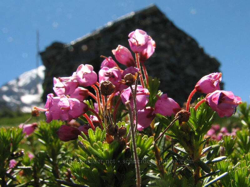 pink mountain heather (Phyllodoce empetriformis) [McNeil Point, Mt. Hood Wilderness, Clackamas County, Oregon]