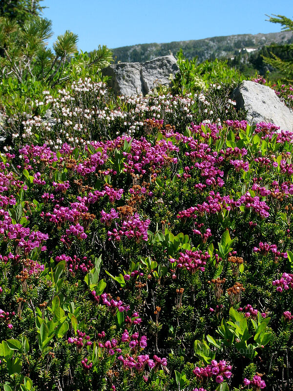 pink & white mountain heather (Phyllodoce empetriformis, Cassiope mertensiana) [McNeil Point Trail, Mt. Hood Wilderness, Hood River County, Oregon]