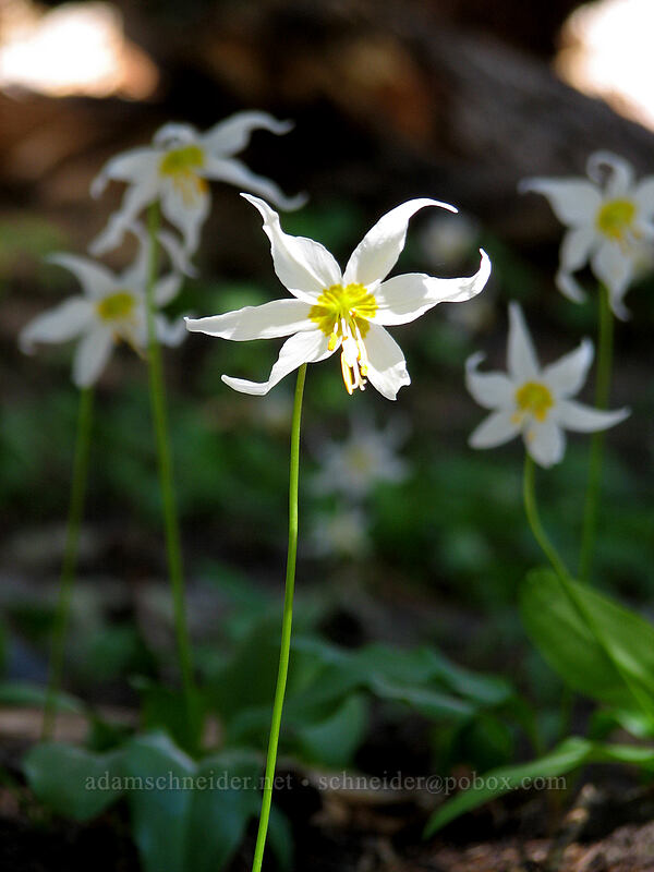 avalanche lilies (Erythronium montanum) [Cairn Basin, Mt. Hood Wilderness, Hood River County, Oregon]