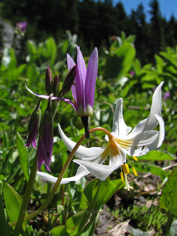 tall mountain shooting star & avalanche lily (Dodecatheon jeffreyi (Primula jeffreyi), Erythronium montanum) [Timberline Trail, Mt. Hood Wilderness, Hood River County, Oregon]