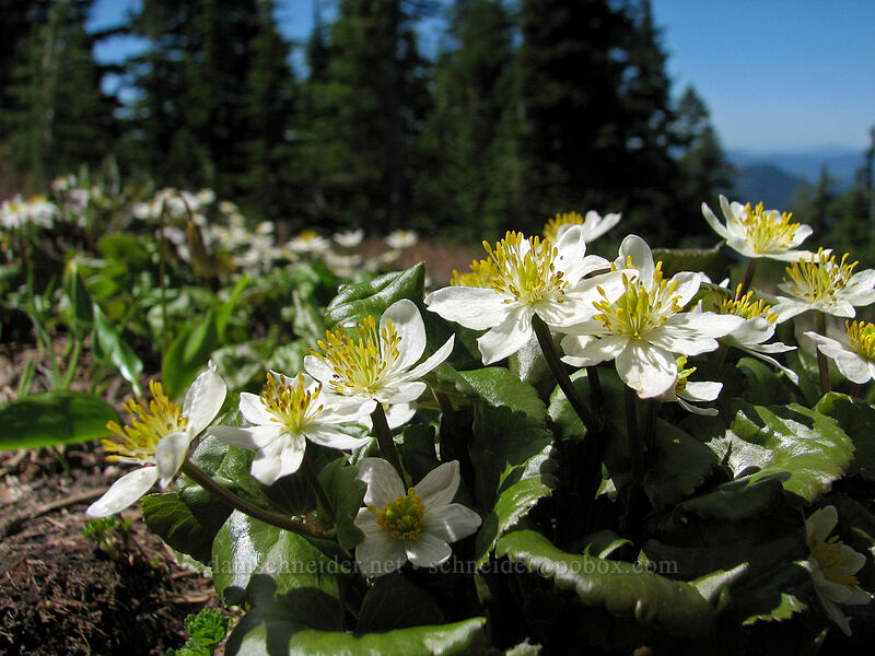 white marsh-marigolds (Caltha biflora (Caltha leptosepala var. biflora)) [Timberline Trail, Mt. Hood Wilderness, Hood River County, Oregon]