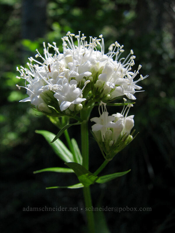 Sitka valerian (Valeriana sitchensis) [Timberline Trail, Mt. Hood Wilderness, Clackamas County, Oregon]