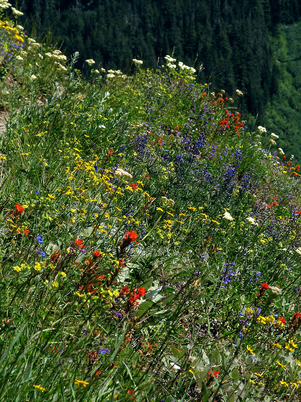 wildflowers [Bald Mountain, Mt. Hood Wilderness, Clackamas County, Oregon]