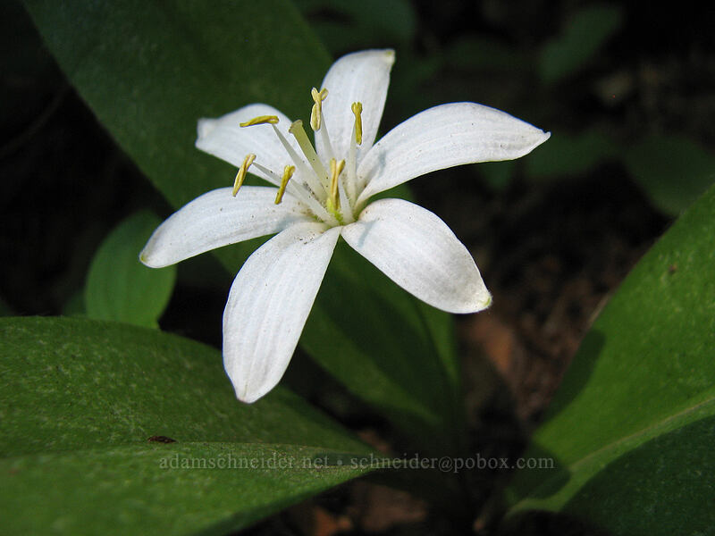 bead lily (Clintonia uniflora) [Top Spur Trail, Mt. Hood Wilderness, Clackamas County, Oregon]