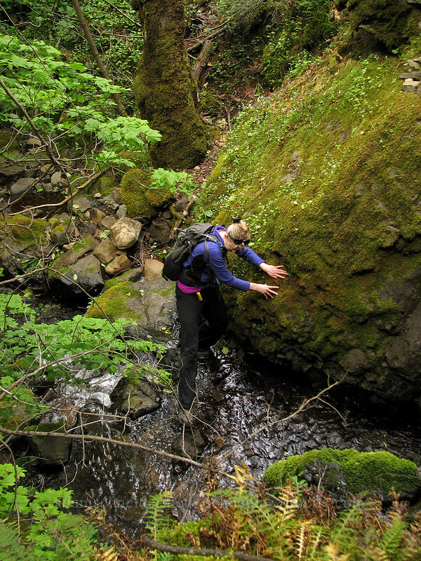 taking the difficult route upstream [Summit Creek Canyon, Columbia River Gorge, Hood River County, Oregon]