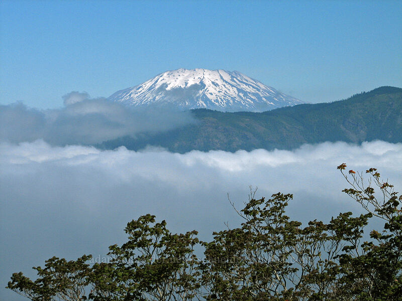 Mt. St. Helens [Silver Star Mountain, Gifford Pinchot Nat'l Forest, Skamania County, Washington]