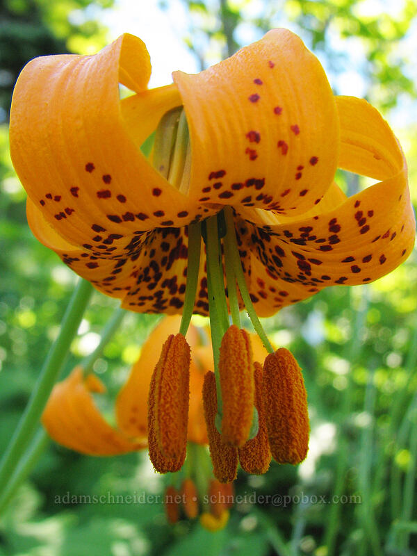 Columbia tiger lily (Lilium columbianum) [Silver Star Mountain, Gifford Pinchot Nat'l Forest, Skamania County, Washington]
