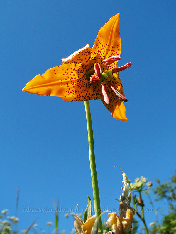 Columbia tiger lily (Lilium columbianum) [Ed's Trail, Silver Star Mountain, Gifford Pinchot Nat'l Forest, Skamania County, Washington]