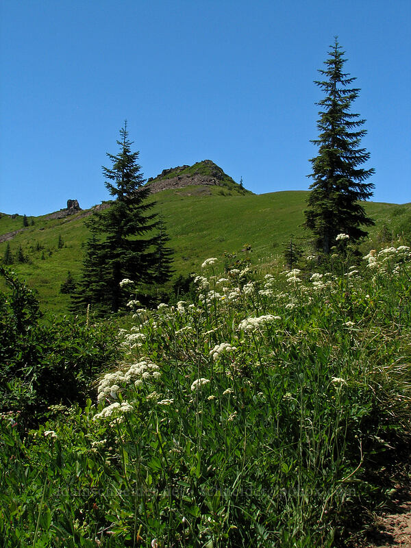bluffs & lovage (Ligusticum sp.) [Ed's Trail, Silver Star Mountain, Gifford Pinchot Nat'l Forest, Skamania County, Washington]