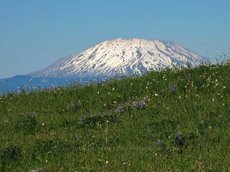 Mt. St. Helens & wildflowers [Silver Star Mountain, Gifford Pinchot Nat'l Forest, Skamania County, Washington]