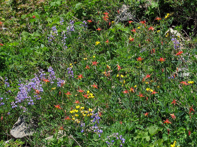 wildflowers (Thermopsis montana, Lupinus latifolius, Aquilegia formosa) [Silver Star Mountain, Gifford Pinchot Nat'l Forest, Skamania County, Washington]