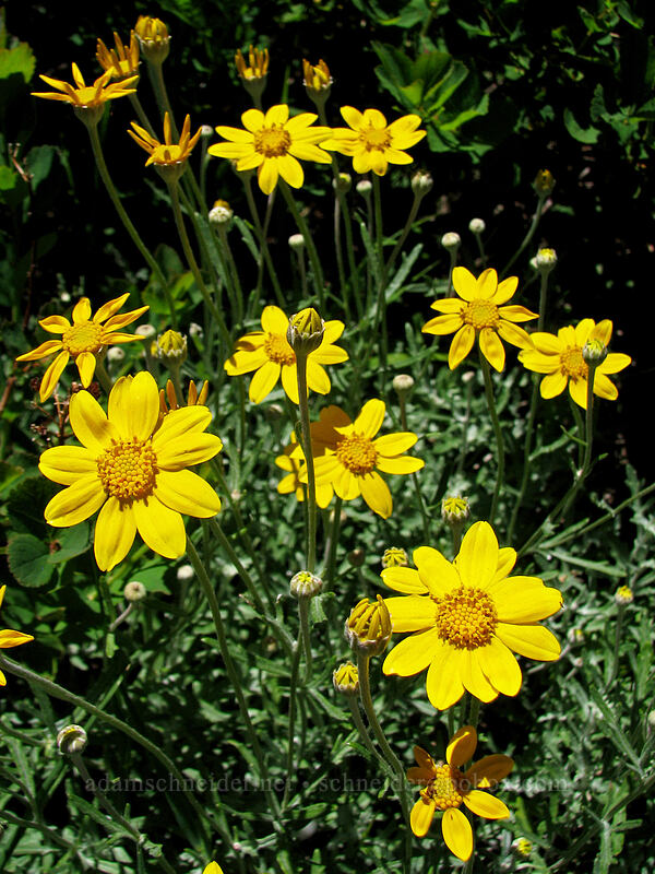 Oregon sunshine (woolly sunflower) (Eriophyllum lanatum) [Silver Star Mountain, Gifford Pinchot Nat'l Forest, Skamania County, Washington]