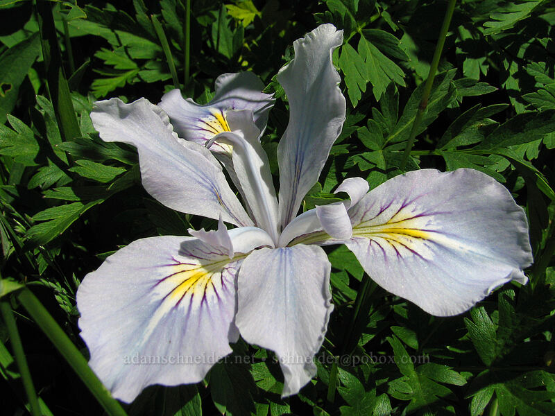 pale Oregon iris (Iris tenax) [Silver Star Mountain, Gifford Pinchot Nat'l Forest, Skamania County, Washington]