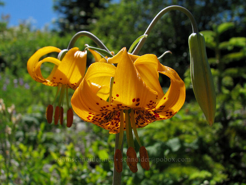 Columbia tiger lily (Lilium columbianum) [Silver Star Mountain, Gifford Pinchot Nat'l Forest, Skamania County, Washington]