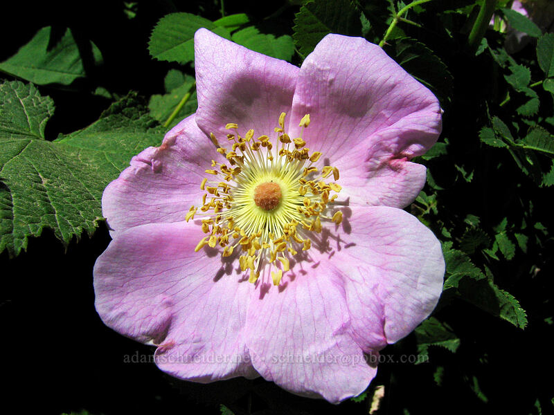 wild rose (Rosa sp.) [Silver Star Mountain, Gifford Pinchot Nat'l Forest, Skamania County, Washington]
