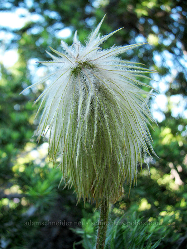 western pasqueflower (Anemone occidentalis (Pulsatilla occidentalis)) [Eden Park Loop Trail, Mt. Hood Wilderness, Hood River County, Oregon]