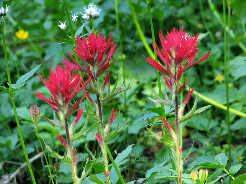 paintbrush (Castilleja parviflora var. oreopola) [Eden Park Loop Trail, Mt. Hood Wilderness, Hood River County, Oregon]