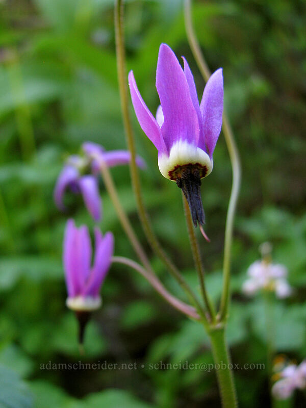 tall mountain shooting star (Dodecatheon jeffreyi (Primula jeffreyi)) [Eden Park Loop Trail, Mt. Hood Wilderness, Hood River County, Oregon]