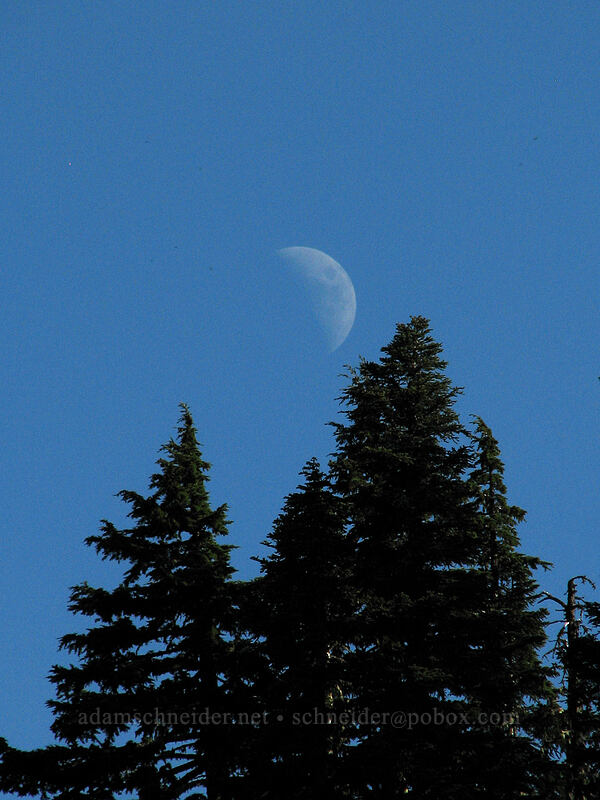 half moon & hemlocks (Tsuga mertensiana) [Eden Park, Mt. Hood Wilderness, Hood River County, Oregon]