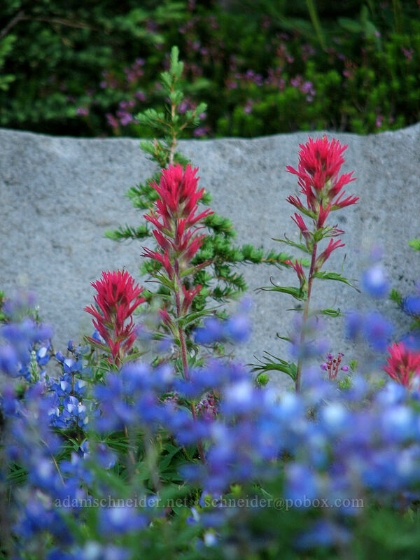 paintbrush & lupine (Castilleja parviflora var. oreopola, Lupinus latifolius) [Timberline Trail, Mt. Hood Wilderness, Hood River County, Oregon]